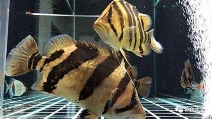 帝王三間魚可以和龍魚混養嗎：帝王三間魚可以混養嗎
