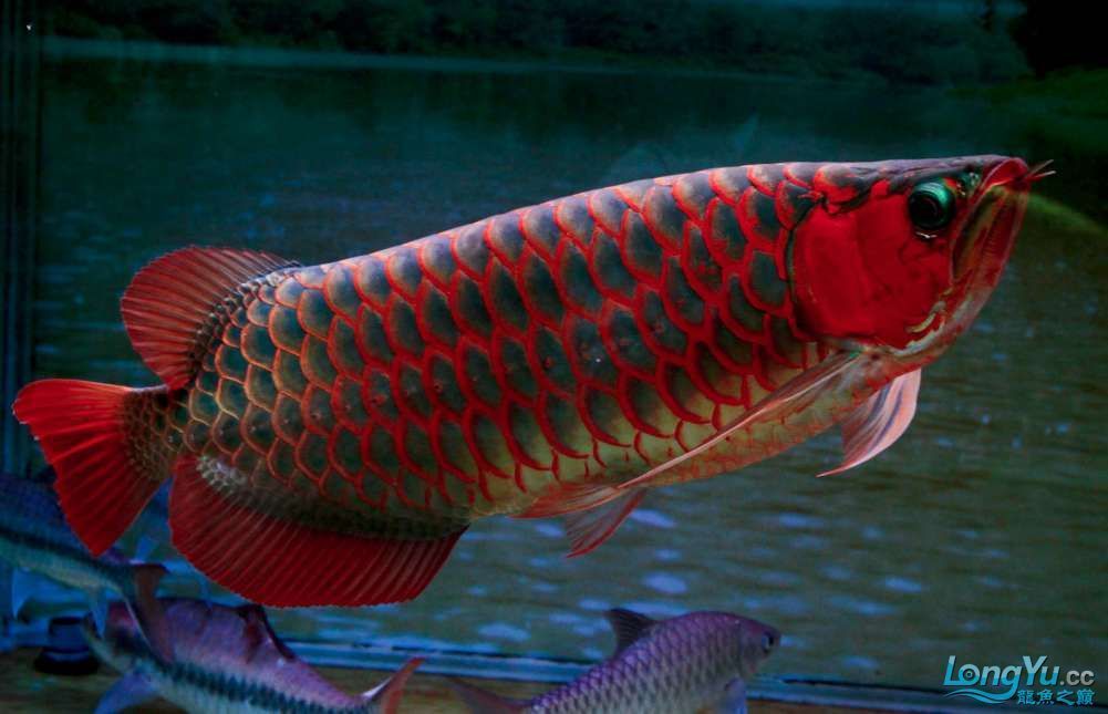 紅龍魚洗底色：關于紅龍魚的洗底色問題