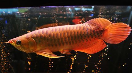 龍魚適應(yīng)新環(huán)境并開口吃食的時(shí)間（龍魚適應(yīng)新環(huán)境并開口吃食的時(shí)間因個(gè)體差異、健康狀況等因素而異）