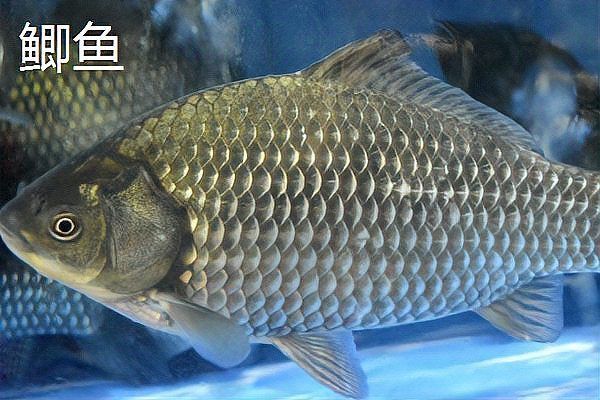 鱧魚和鯉魚區別