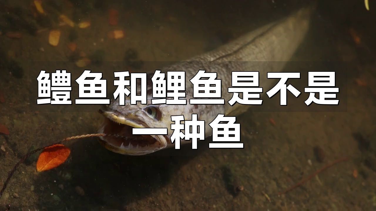 鱧魚和鯉魚區別
