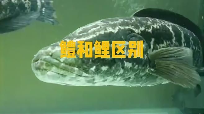 鱧魚和鯉魚區別