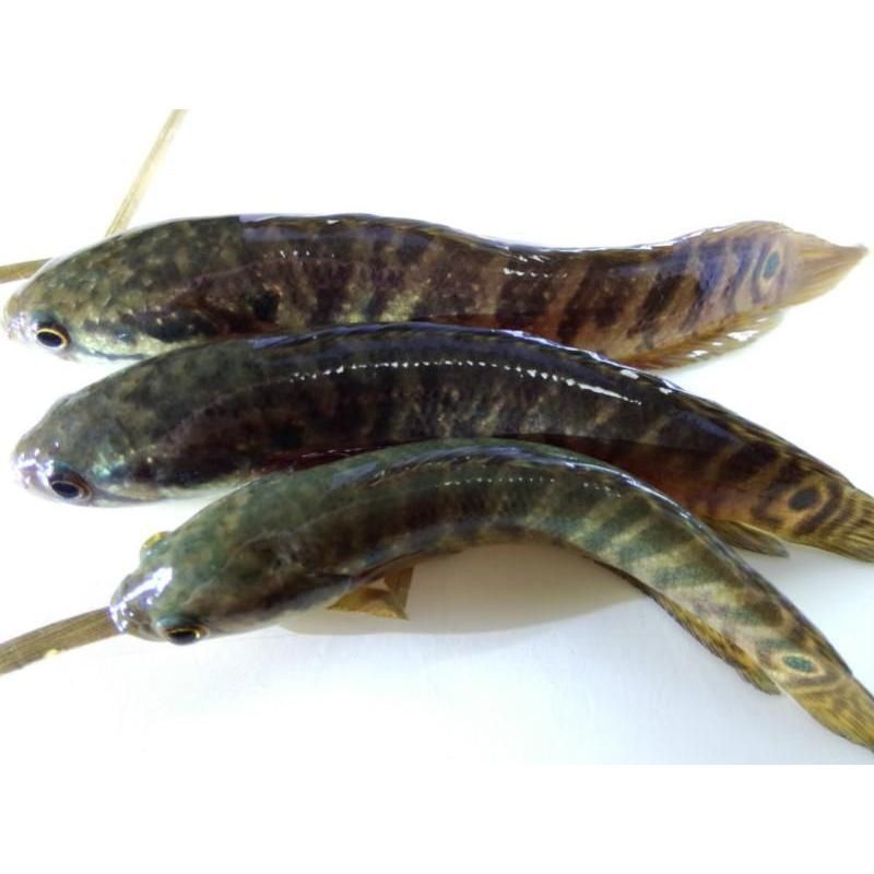 鱧魚和鯉魚區別