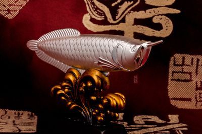 招財龍魚圖片：如何在家中飼養(yǎng)招財龍魚以吸引財運(yùn)