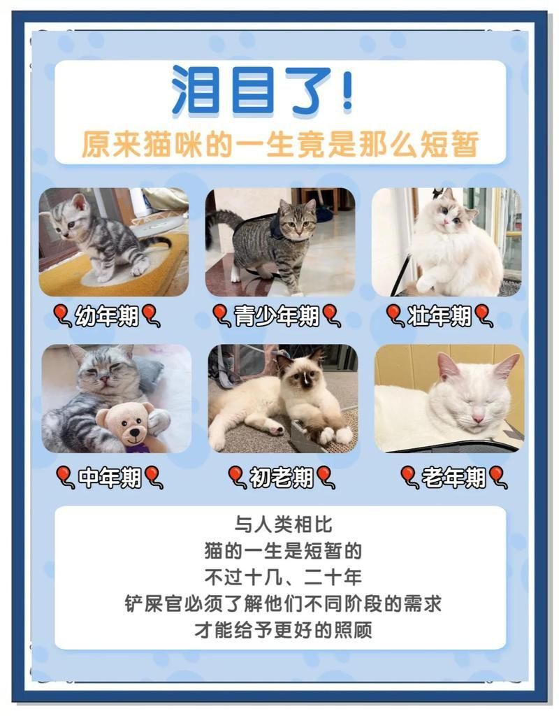 金點(diǎn)貓從小到大的變化 龍魚(yú)百科 第11張 金點(diǎn)貓從小到大的變化 金點(diǎn)貓從小到大的變化 龍魚(yú)百科 第11張