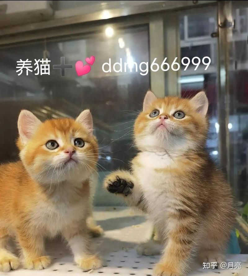 金點(diǎn)貓從小到大的變化 龍魚(yú)百科 第15張 金點(diǎn)貓從小到大的變化 金點(diǎn)貓從小到大的變化 龍魚(yú)百科 第15張