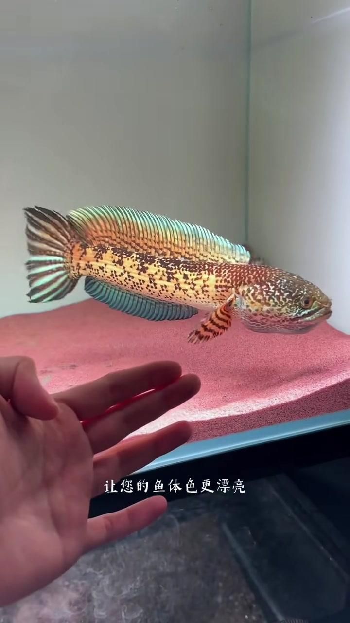 雷龍魚最好的三個飼料