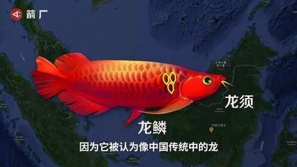 龍魚的龍須有什么作用和功效：龍魚“龍須”的作用和功效