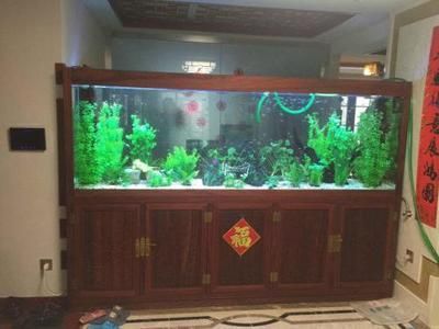 專業(yè)修魚缸電話承德，承德魚缸清洗收費標準魚缸漏水維修技巧 專業(yè)修魚缸電話承德，承德魚缸清洗收費標準魚缸漏水維修技巧 龍魚百科 第6張