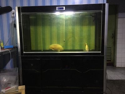 養龍魚缸多高合適：養龍魚的魚缸高度