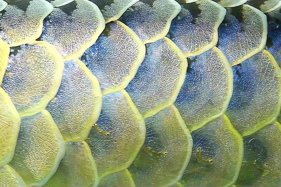 龍魚鱗片潰爛的病原體有哪些？ 龍魚鱗片潰爛的病原體有哪些？ 龍魚百科 第11張