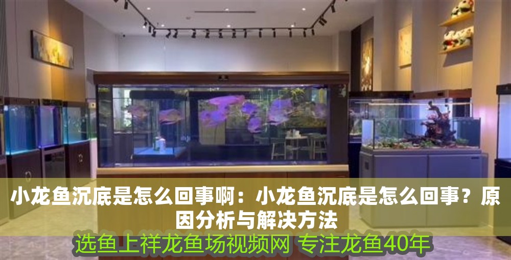 小龍魚沉底是怎么回事啊：小龍魚沉底是怎么回事？原因分析與解決方法