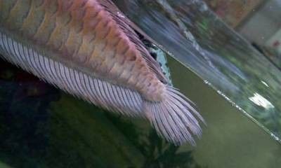 龍魚尾巴有點下垂怎么治療好