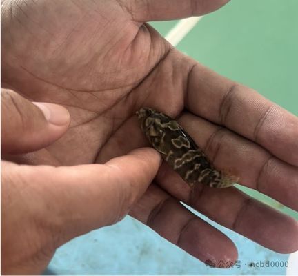 龍魚幼苗掛蛋苗什么意思：龍魚幼苗挑選技巧