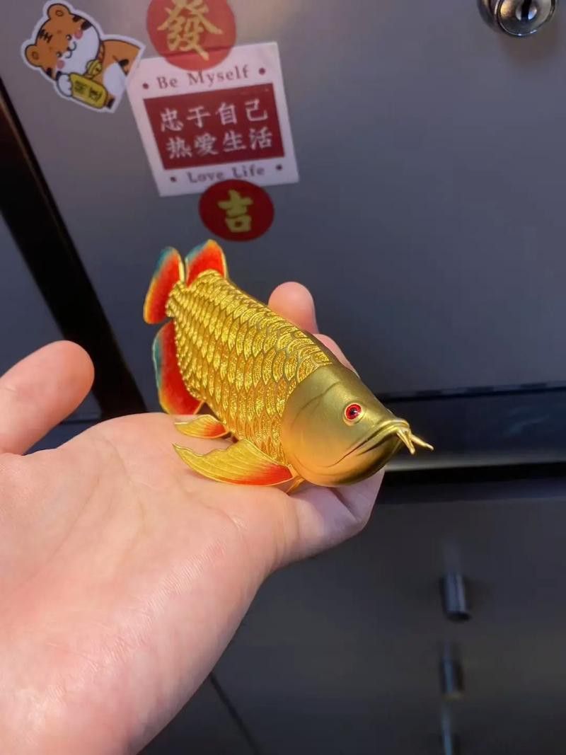 金龍魚渠道分析 金龍魚渠道分析 龍魚百科 第4張