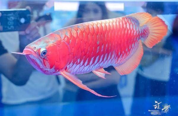 龍魚(yú)價(jià)值幾百萬(wàn)是真的嗎嗎：13號(hào)魚(yú)在世界龍魚(yú)錦標(biāo)賽中獲冠軍
