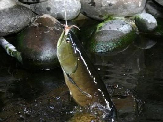 龍魚(yú)價(jià)值幾百萬(wàn)是真的嗎嗎：13號(hào)魚(yú)在世界龍魚(yú)錦標(biāo)賽中獲冠軍