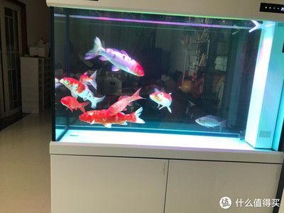 可麗愛魚缸售后服務部電話是多少號（可麗愛魚缸維護保養小技巧如何正確選擇魚缸濾材魚缸水質檢測方法介紹） 可麗愛魚缸售后服務部電話是多少號（可麗愛魚缸維護保養小技巧如何正確選擇魚缸濾材魚缸水質檢測方法介紹） 龍魚百科 第5張