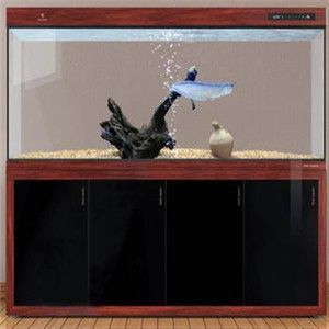 可麗愛魚缸售后服務部電話是多少號（可麗愛魚缸維護保養小技巧如何正確選擇魚缸濾材魚缸水質檢測方法介紹） 可麗愛魚缸售后服務部電話是多少號（可麗愛魚缸維護保養小技巧如何正確選擇魚缸濾材魚缸水質檢測方法介紹） 龍魚百科 第4張