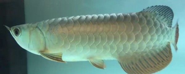 金龍銀龍魚為什么一直在水面上游【金龍銀龍魚一直在水面上游是否是疾病的表現(xiàn)金龍銀龍魚在水面上游】