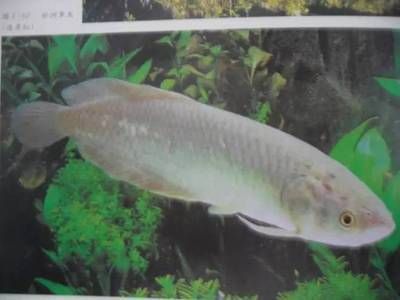 龍魚有白點：龍魚身上出現白點怎么辦