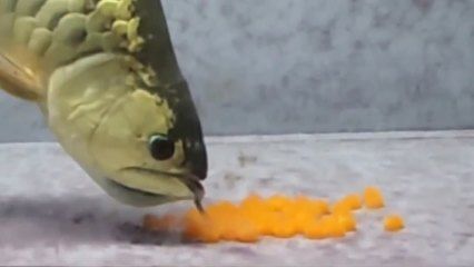 金龍魚不夠金黃能吃嗎：金龍魚不夠金黃怎么辦