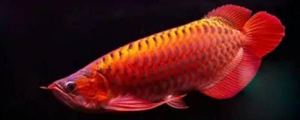 金龍魚不夠金黃能吃嗎：金龍魚不夠金黃怎么辦