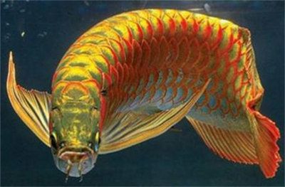 金龍魚不夠金黃能吃嗎：金龍魚不夠金黃怎么辦