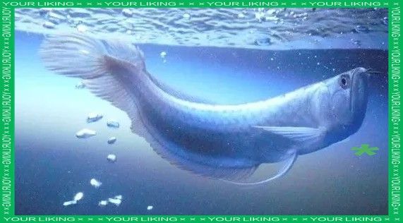 龍魚身體傾斜怎么回事啊