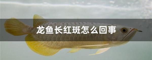 龍魚長紅斑怎么回事兒：龍魚身上出現(xiàn)紅斑可能是由于多種原因引起的 龍魚長紅斑怎么回事兒：龍魚身上出現(xiàn)紅斑可能是由于多種原因引起的 龍魚百科