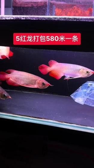 如何挑選小紅龍魚幼苗圖片欣賞