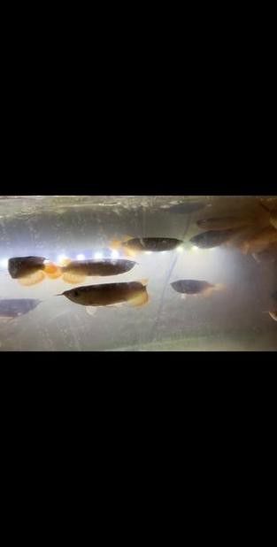 如何挑選小紅龍魚幼苗圖片欣賞
