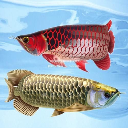 如何挑選小紅龍魚幼苗圖片欣賞