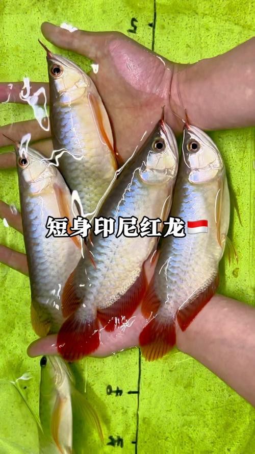 如何挑選小紅龍魚幼苗圖片欣賞