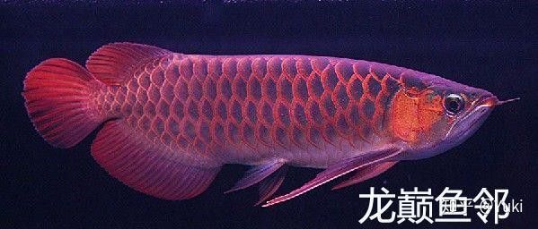 如何挑選小紅龍魚幼苗圖片欣賞