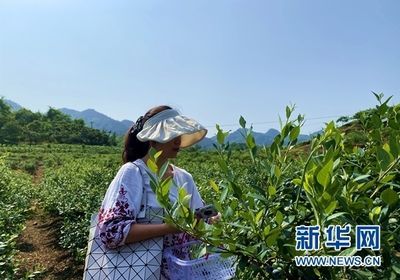 龍魚嘴撞破了怎么處理：當龍魚的嘴巴撞破時，處理方法會根據具體情況有所不同 龍魚嘴撞破了怎么處理：當龍魚的嘴巴撞破時，處理方法會根據具體情況有所不同 龍魚百科 第1張