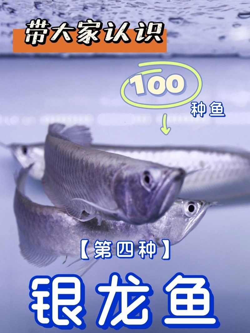 銀龍魚價格及圖片大全視頻