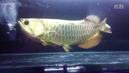 滿金頭龍魚：滿金頭龍魚是一種什么樣的魚？