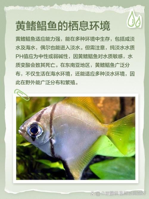 黃鰭鯧魚可以和龍魚混養(yǎng)嗎圖片視頻