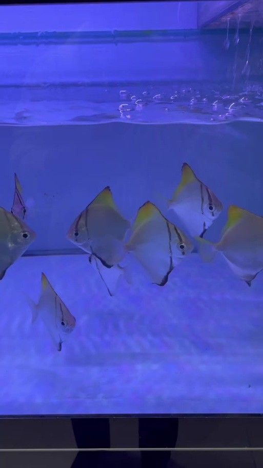 黃鰭鯧魚可以和龍魚混養(yǎng)嗎圖片視頻