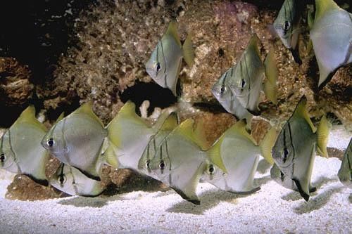 黃鰭鯧魚可以和龍魚混養(yǎng)嗎圖片視頻