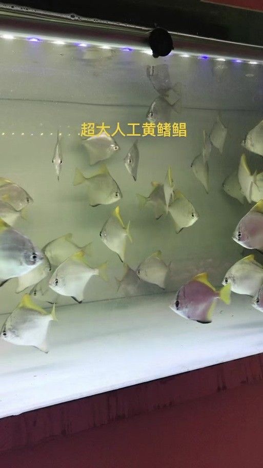 黃鰭鯧魚可以和龍魚混養(yǎng)嗎圖片視頻
