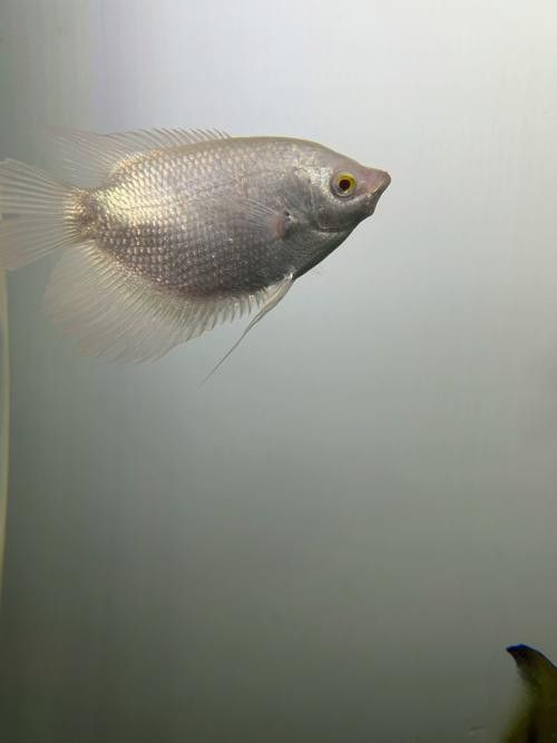黃鰭鯧魚可以和龍魚混養嗎圖片視頻