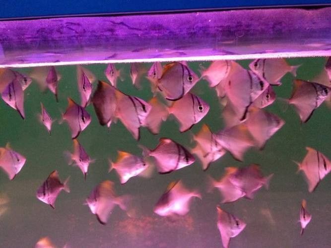 黃鰭鯧魚可以和龍魚混養(yǎng)嗎圖片視頻