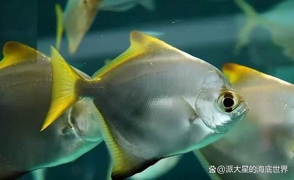黃鰭鯧魚可以和龍魚混養(yǎng)嗎圖片視頻