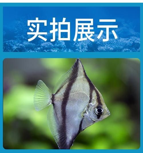 黃鰭鯧魚可以和龍魚混養(yǎng)嗎圖片視頻