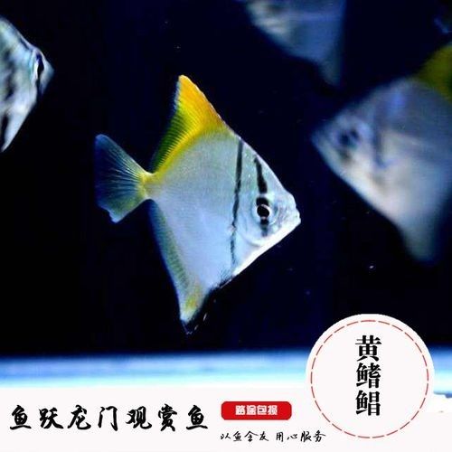 黃鰭鯧魚可以和龍魚混養(yǎng)嗎圖片視頻