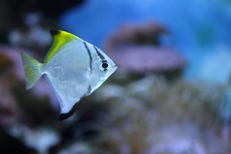 黃鰭鯧魚可以和龍魚混養(yǎng)嗎圖片視頻
