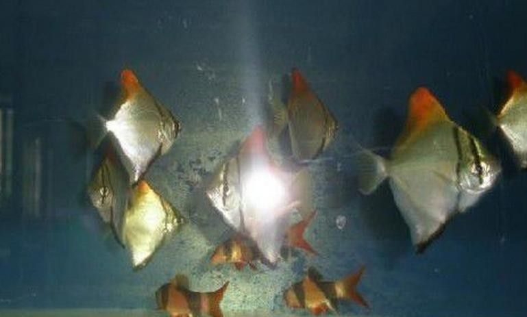 黃鰭鯧魚可以和龍魚混養(yǎng)嗎圖片視頻