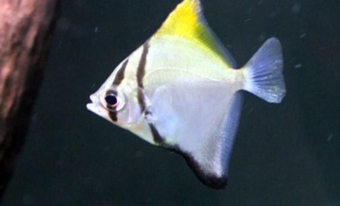 黃鰭鯧魚可以和龍魚混養(yǎng)嗎圖片視頻
